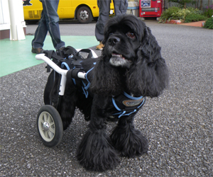 犬用車椅子 Wilmog ウィルモグ 採寸方法