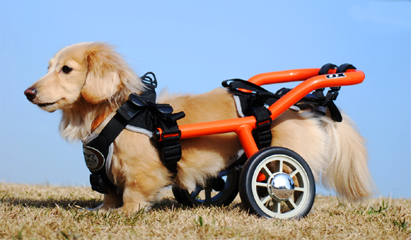犬の車椅子【中型犬10kg前後】目安は柴犬くらいの体型